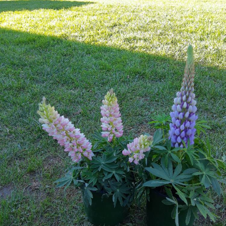 Plant image Lupinus