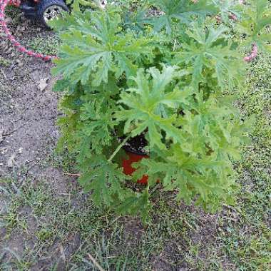 Pelargonium 'Citronella' (Scented)