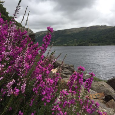 Common Heather