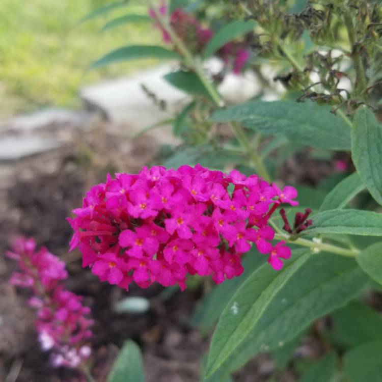 Plant image Buddleja davidii 'Tobudvelve' (Buzz Series) syn. Buddleja davidii 'Buzz Velvet'