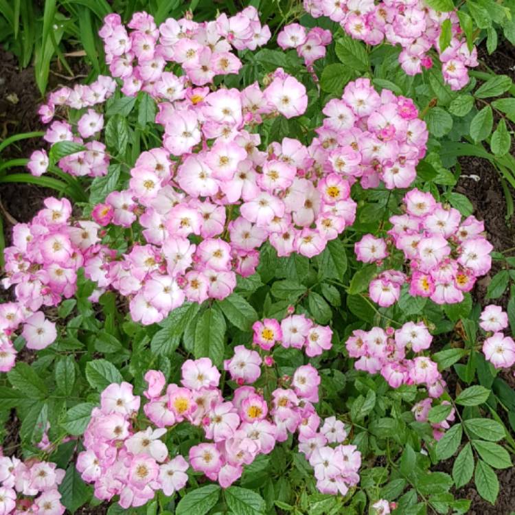 Plant image Rosa 'Ballerina'