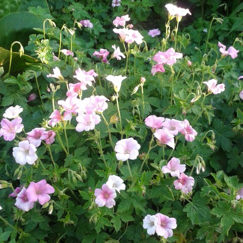 Plant image Geranium endressii