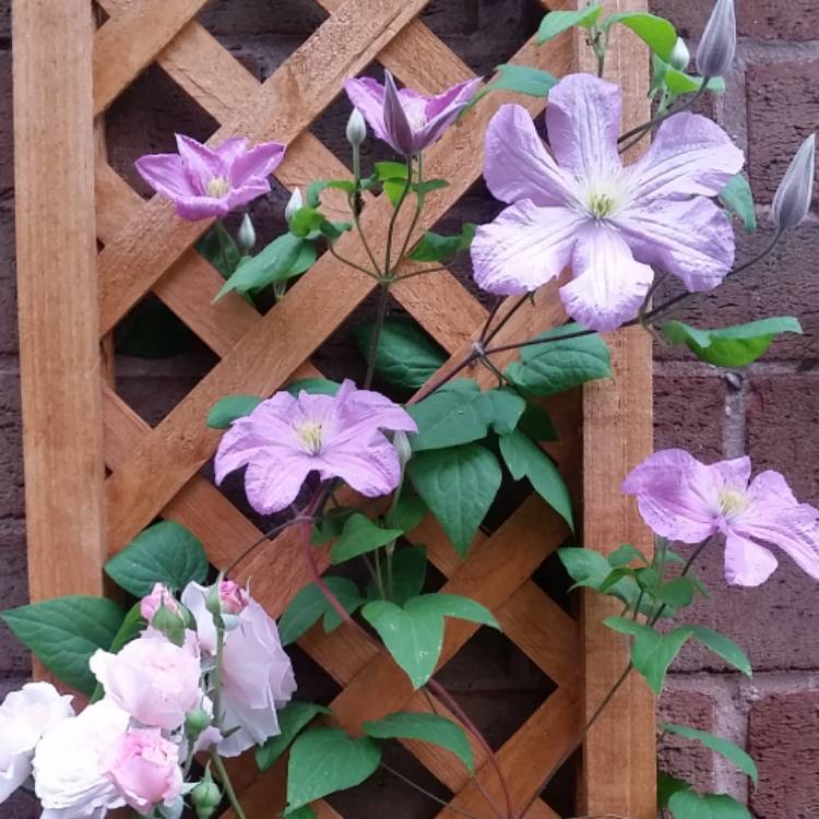 Plant image Clematis 'Comtesse De Bouchaud'