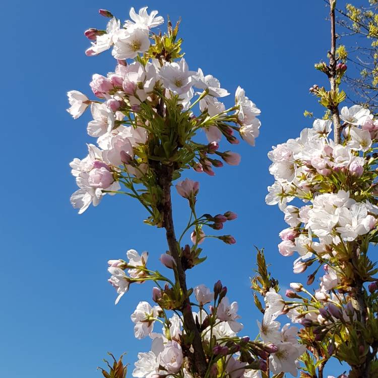 Plant image Prunus Serrulata 'Amanogawa'