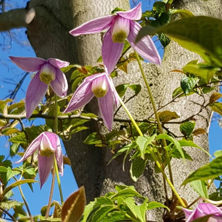 Plant image Clematis alpina 'Willy'