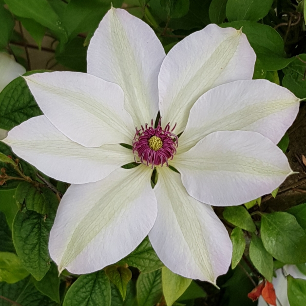 Plant image Clematis 'Miss Bateman'