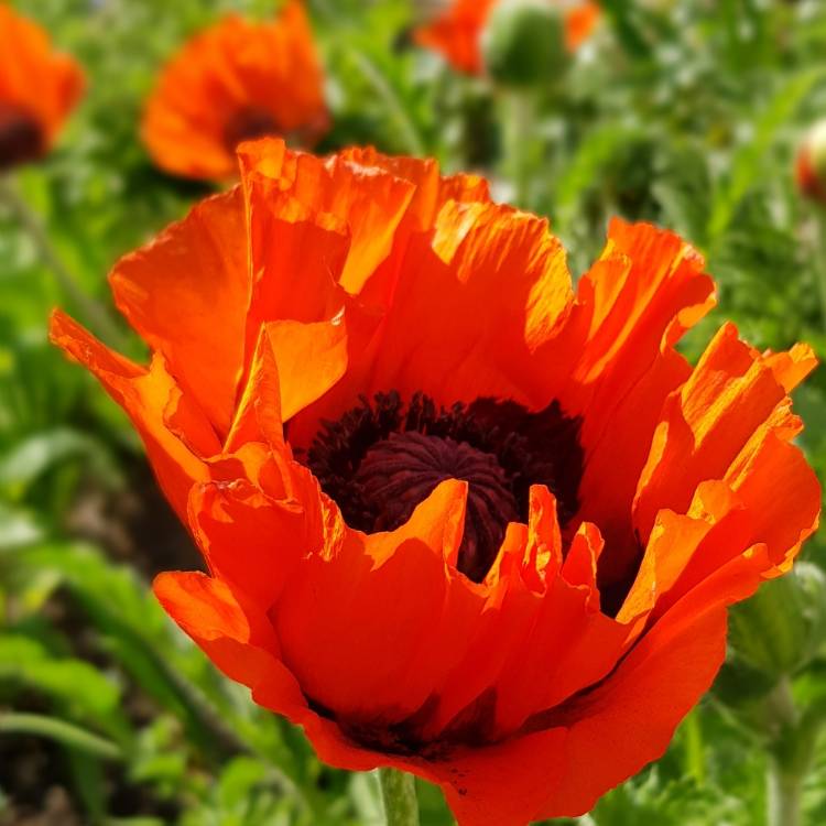 Plant image Papaver orientale 'Beauty of Livermere'