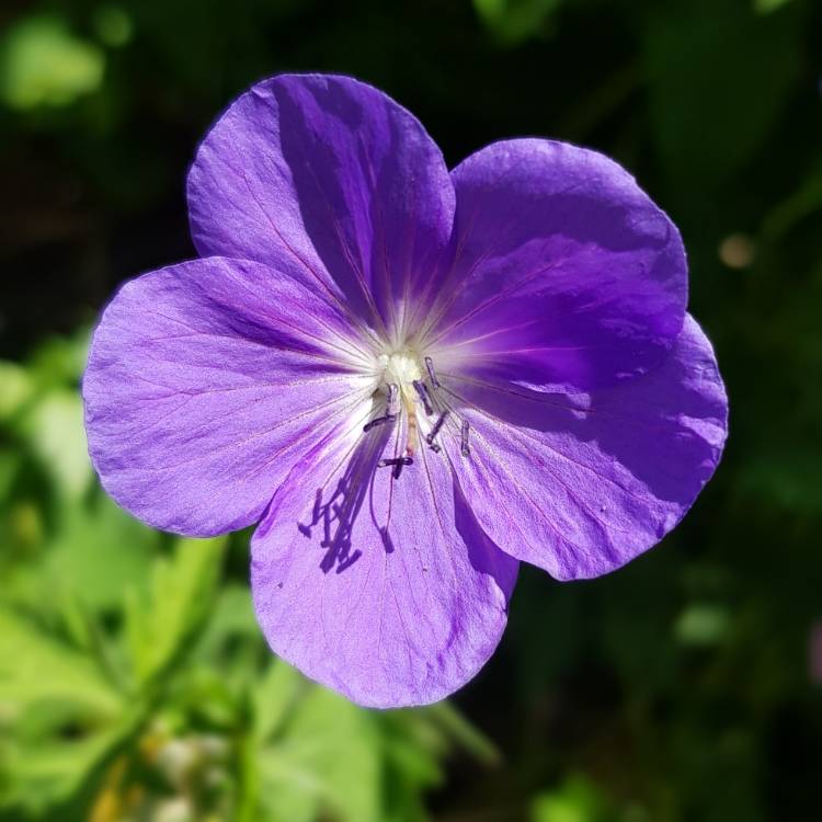 Plant image Geranium 'Orion'