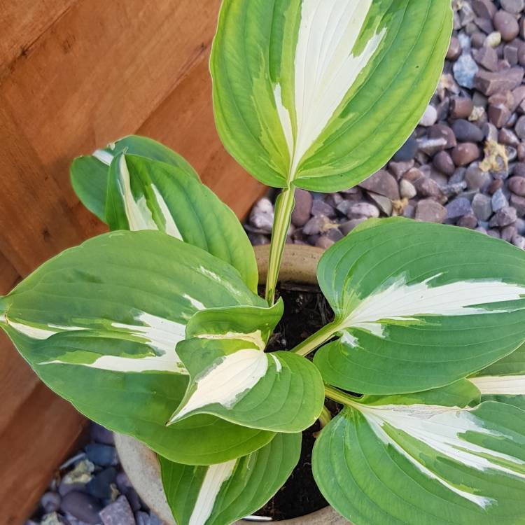 Plant image Hosta 'Night Before Christmas'