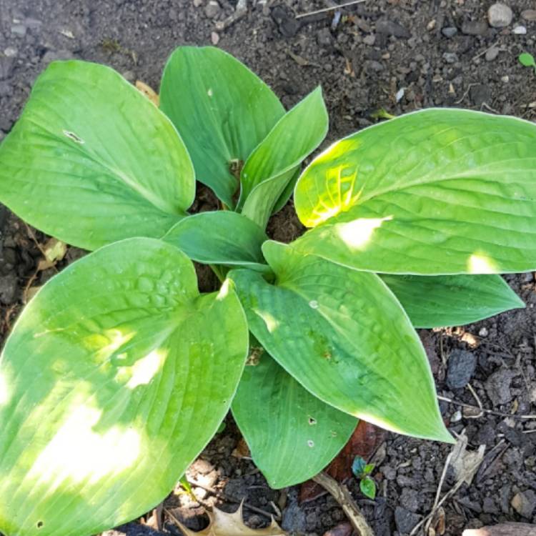 Plant image Hosta 'Marmalade on Toast'