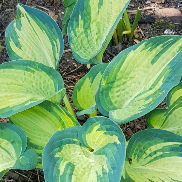 Plant image Hosta 'Great Expectations'