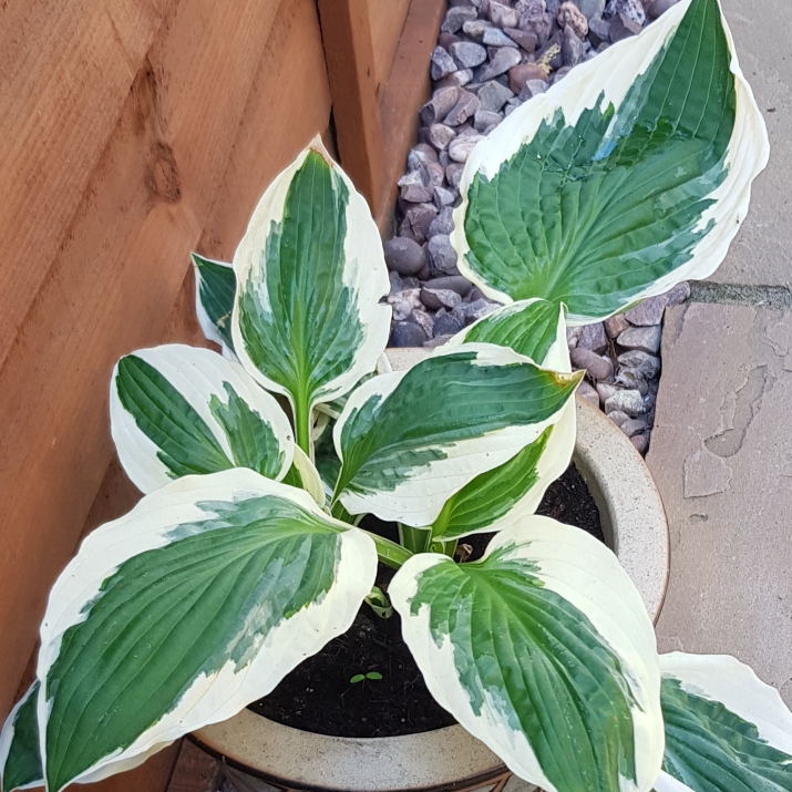 Plant image Hosta 'Brim Cup'