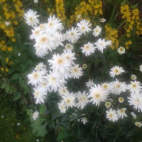 Plant image Leucanthemum x superbum 'Elisabeth'