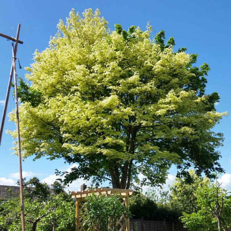 Plant image Acer platanoides