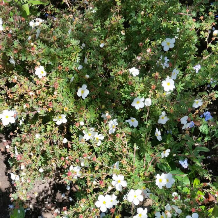 Plant image Potentilla fruticosa 'Abbotswood'