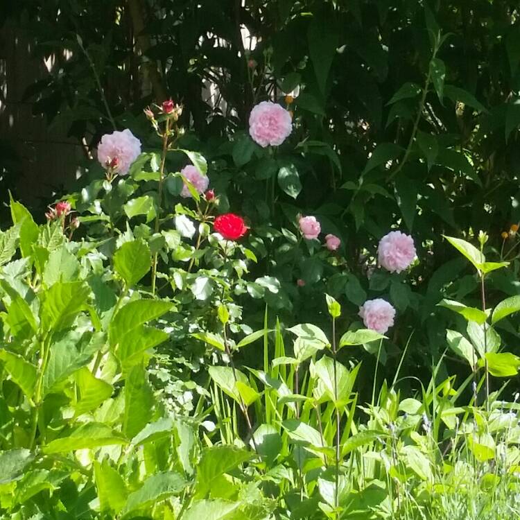 Plant image Rosa 'Lady Salisbury'