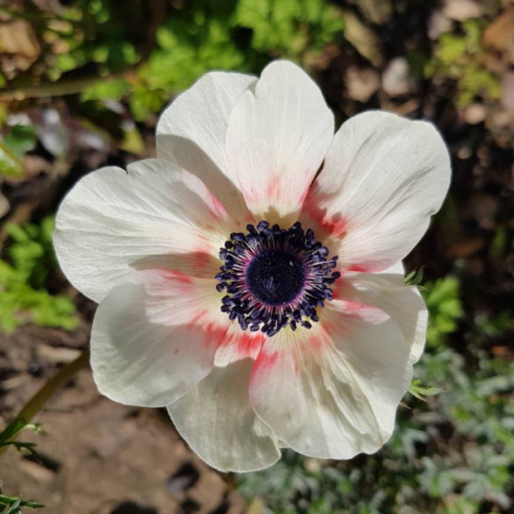 Plant image Anemone coronaria 'St Brigid' (Mix)