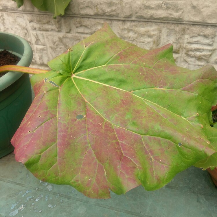 Rhubarb 'Red Champagne'