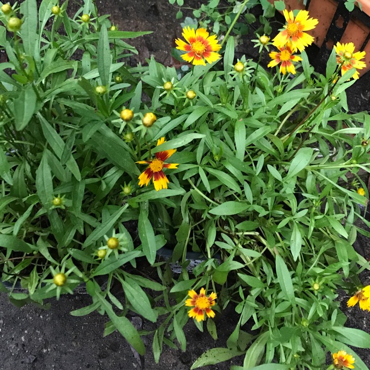 Coreopsis 'UpTick™ Gold & Bronze', Tickseed 'UpTick™ Gold & Bronze ...