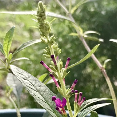 Buddleja