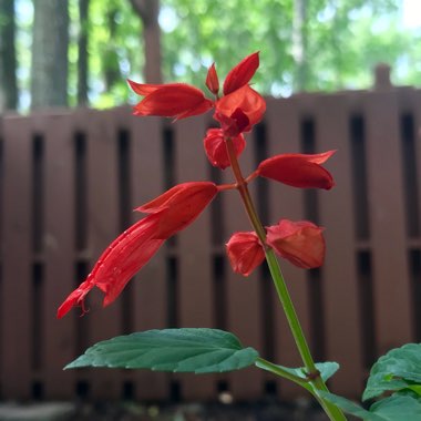 Salvia Coccinea