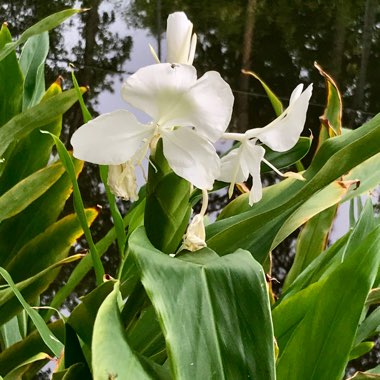 Hedychium coronarium