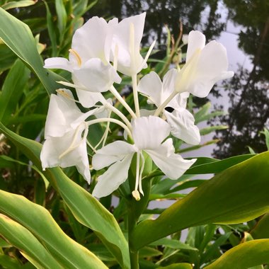 Hedychium coronarium