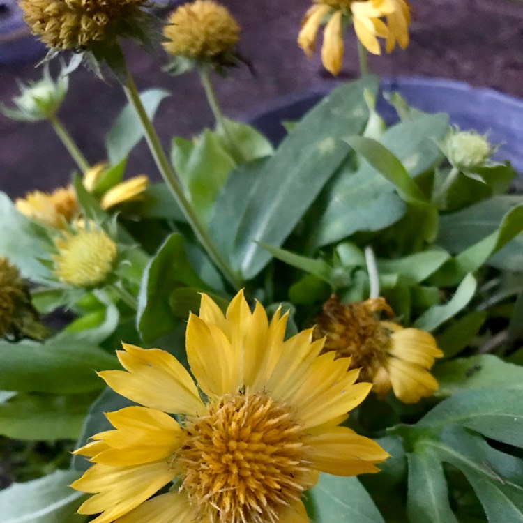 Plant image Gaillardia x grandiflora 'Mesa Yellow' (Mesa Series) syn. Gaillardia 'Yellow'