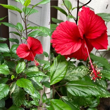 Hibiscus Rosa-Sinensis 'Red Hot'