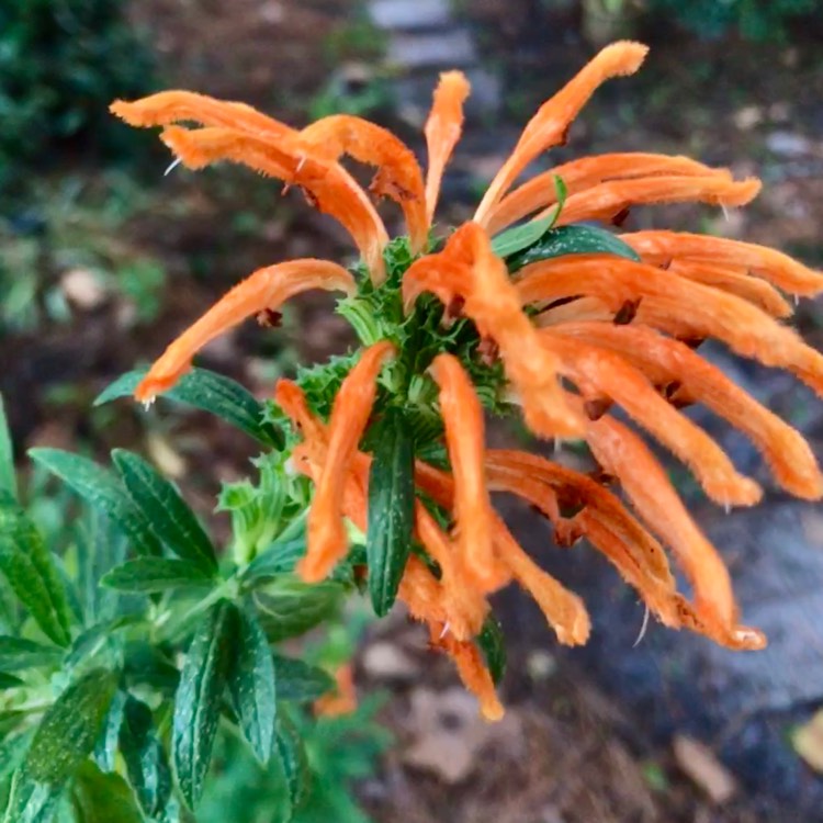 Plant image Leonotis leonurus