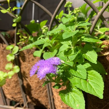 Ageratum houstonianum