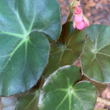 Hoya carnosa 'Compacta'