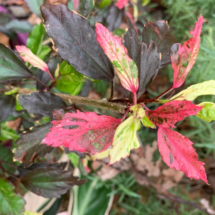 Plant image Hibiscus Rosa-Sinensis 'Red Hot'