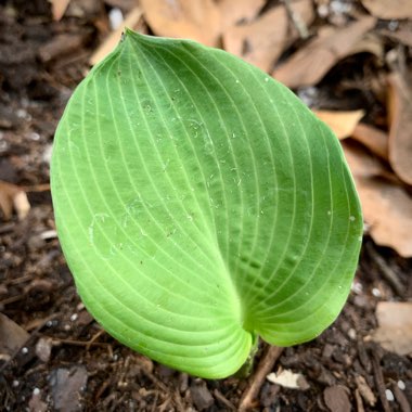 Hosta sieboldiana var. elegans syn. Hosta glauca, Hosta 'Elegans'