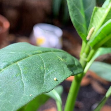 Asclepias curassavica