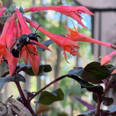 Fuchsia Triphylla