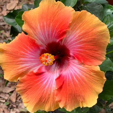 Hibiscus