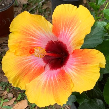 Hibiscus