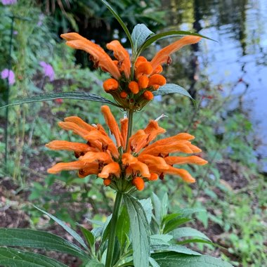 Leonotis leonurus