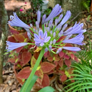 Agapanthus