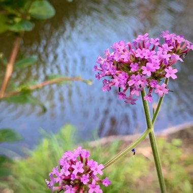 Verbena bonariensis