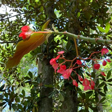 Begonia Maculata