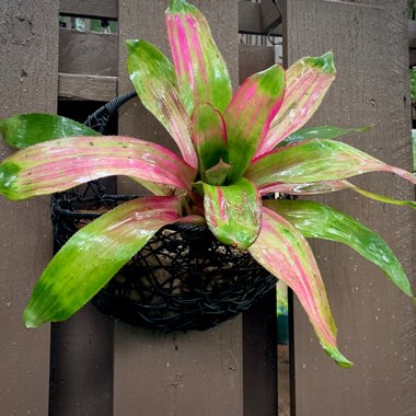 Neoregelia