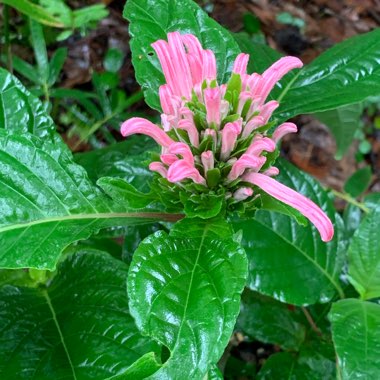 Justicia Coccinea syn. Pachystachys coccinea