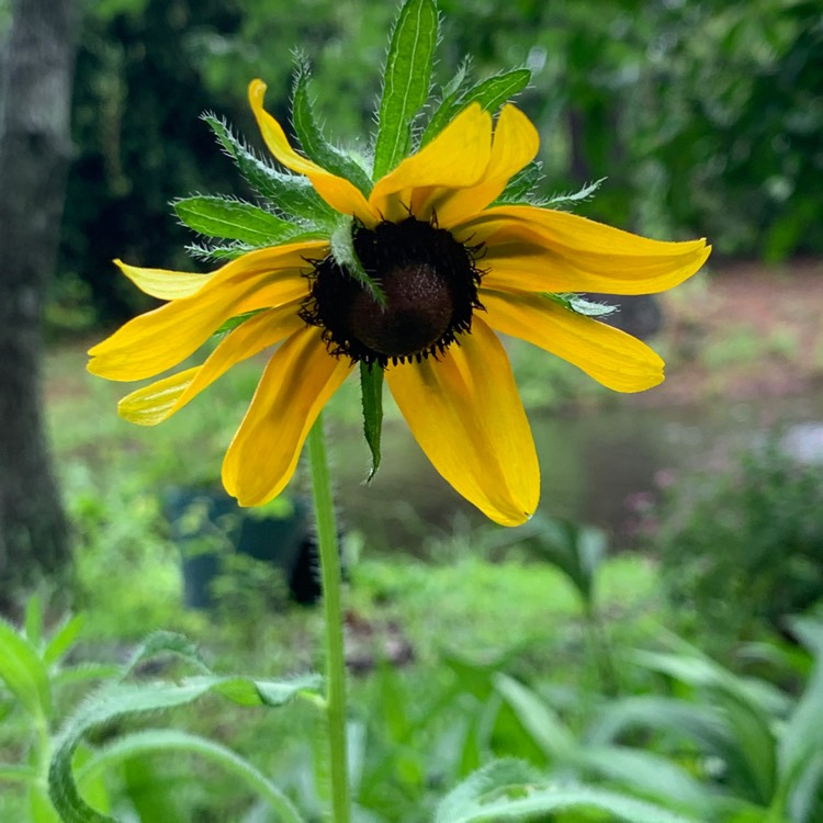 Plant image Rudbeckia hirta 'Cappuccino'