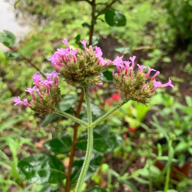 Verbena bonariensis