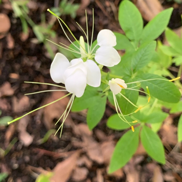 Plant image Cleome spinosa 'Helen Campbell'