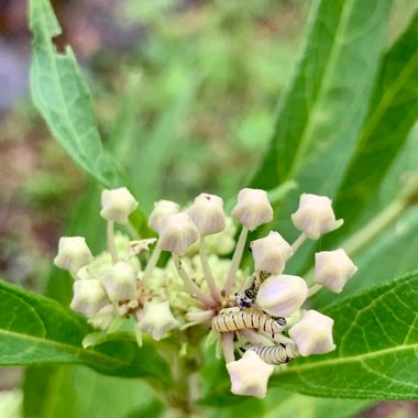 Asclepias incarnata 'Cinderella'