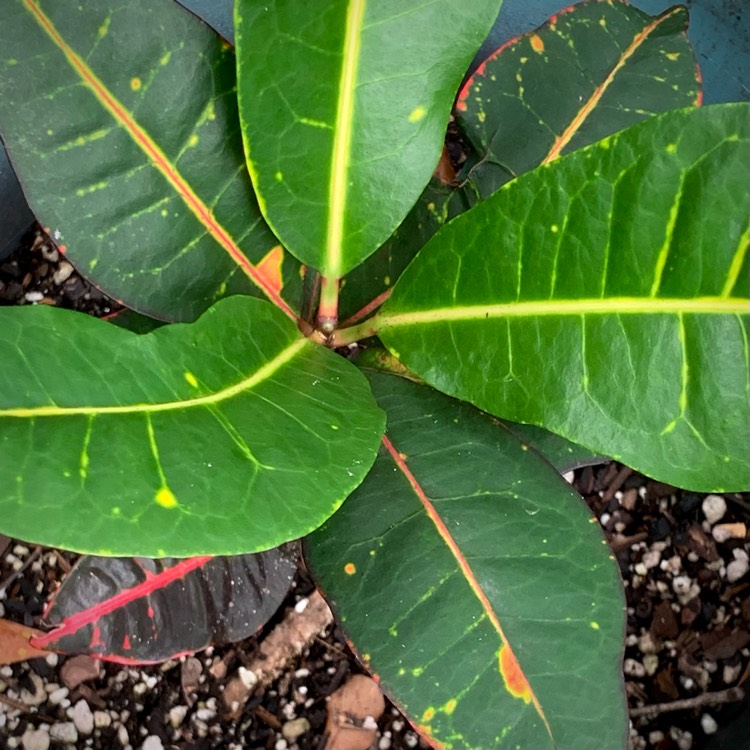 Plant image Codiaeum variegatum 'Pictum'