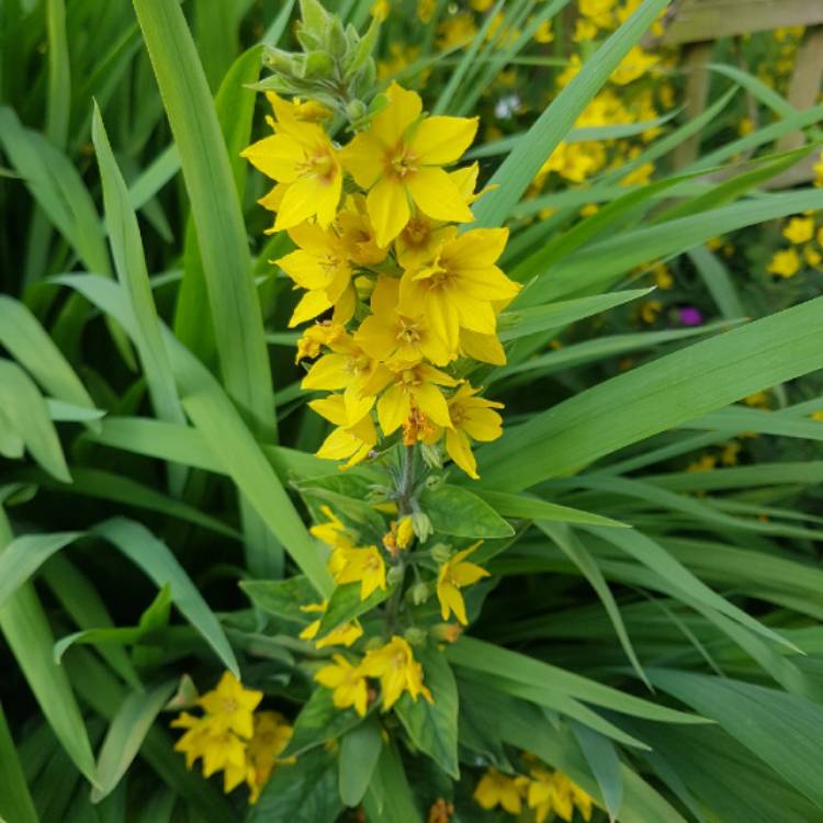 Plant image Lysimachia vulgaris